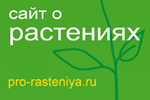 我们合作伙伴 Огород http://www.pro-rasteniya.ru/