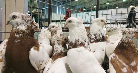 VII межрегиональная выставка голубей пройдет в Сибэкспоцентре