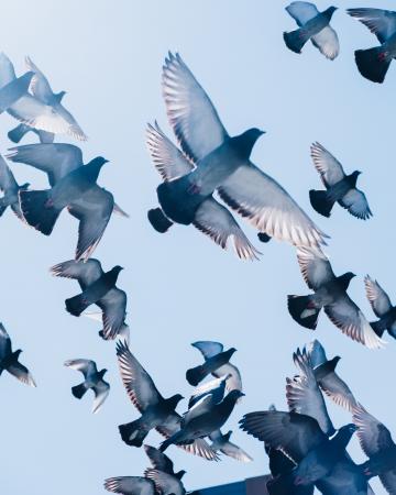 VIII межрегиональная выставка голубей пройдет в Сибэкспоцентре