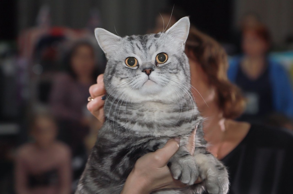 Международная выставка кошек КЛК «Камея»